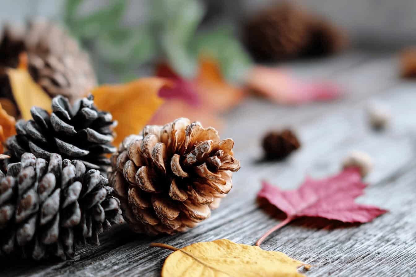 Herbstliches Stillleben mit Tannenzapfen und Laub.